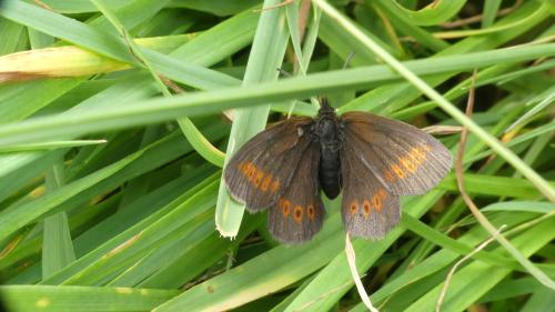 Erebia melampus